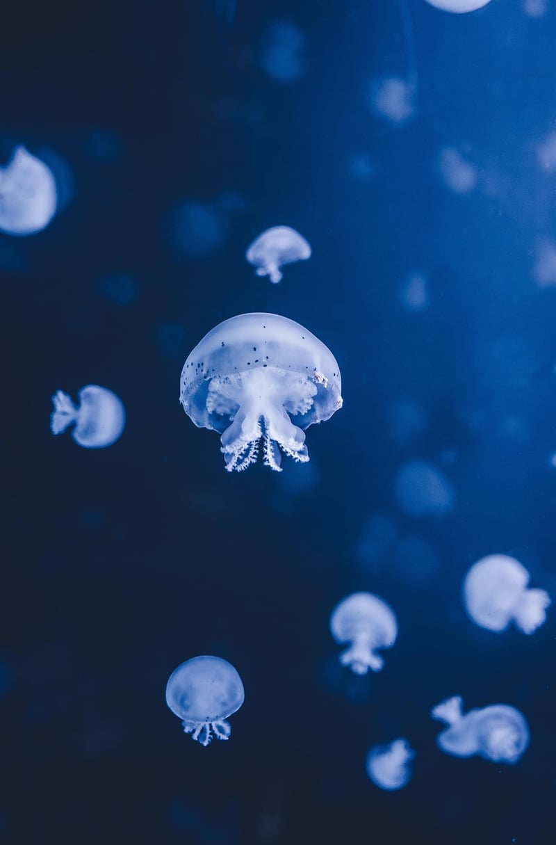 Deep Sea Exploration